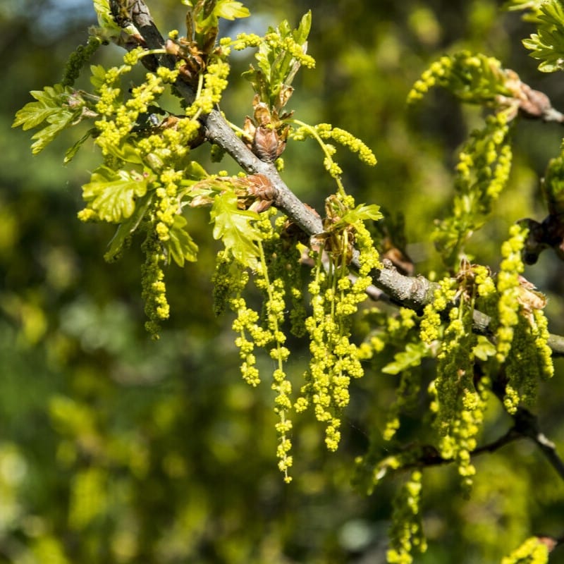 English Oak Tree | Quercus Robur Ornamental Trees