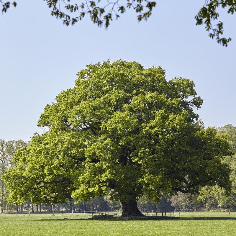 English Oak Tree | Quercus robur