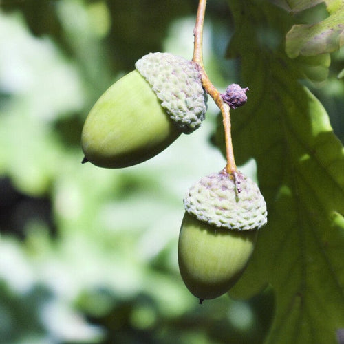 English Oak Tree | Quercus Robur Ornamental Trees