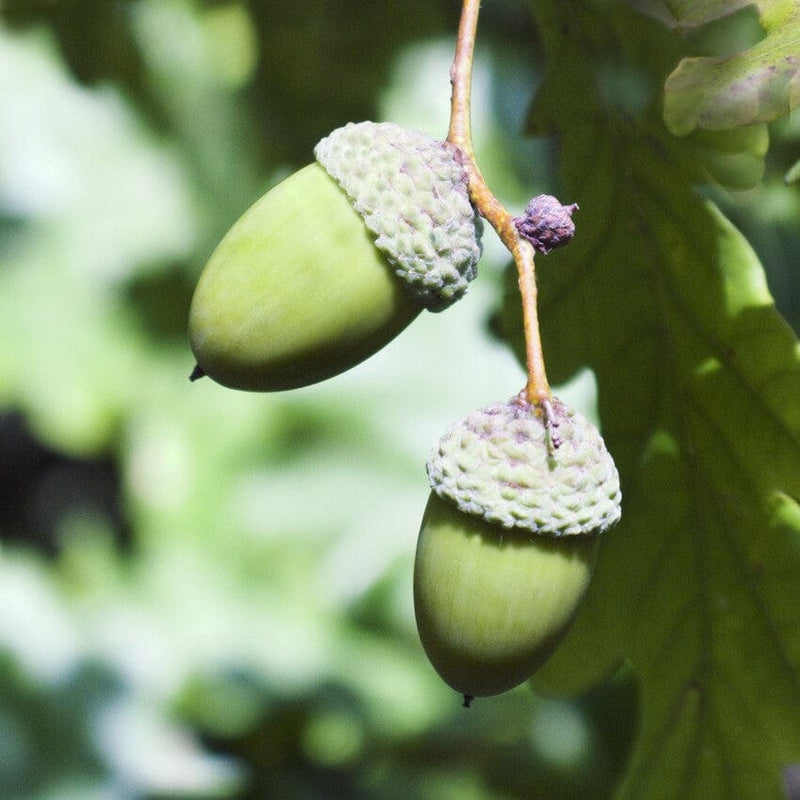 English Oak Tree | Quercus robur – Roots Plants