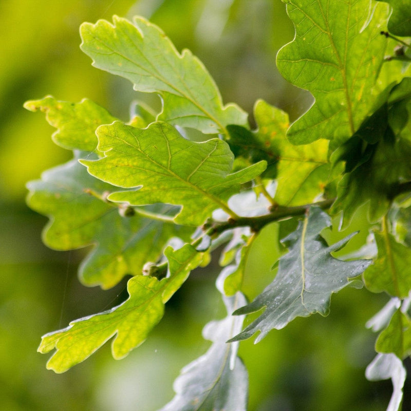 English Oak Tree | Quercus Robur Ornamental Trees