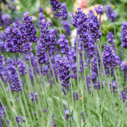 3x 'Old English Lavender' Plants | 9cm Pots Perennials