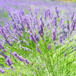3x 'Old English Lavender' Plants | 9cm Pots Perennials