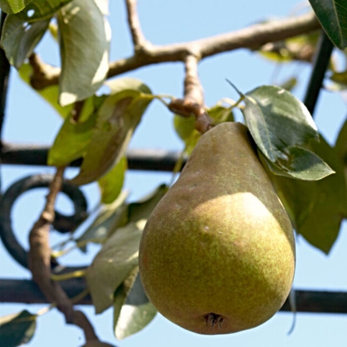 Pear Tree Simple Pear Tree Pruning: An Expert Guide โ Roots Plants