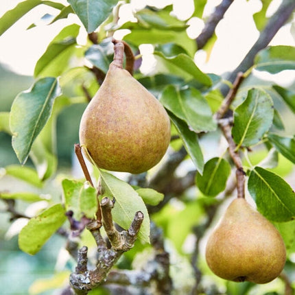 Onward' Pear Tree Fruit Trees