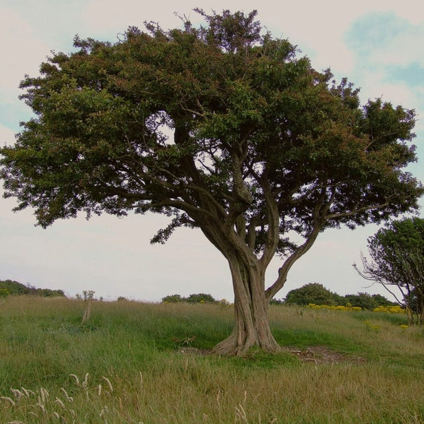 Common Yew Tree | Taxus baccata Ornamental Trees
