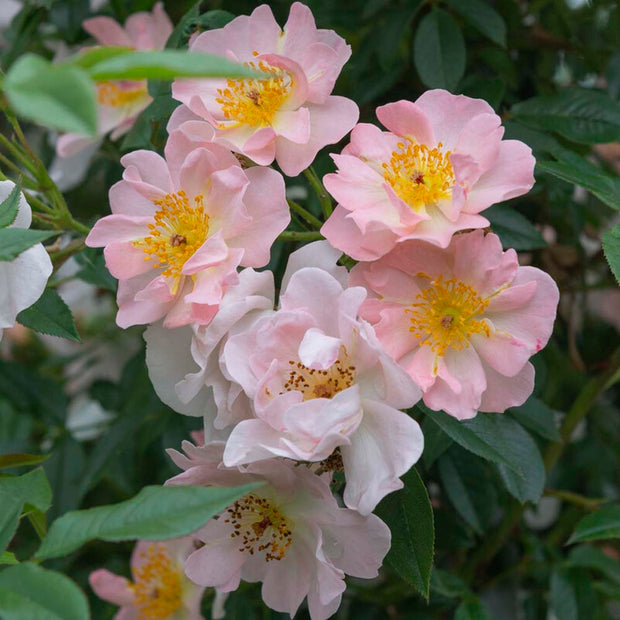 Open Arms' Climbing Rose Shrubs