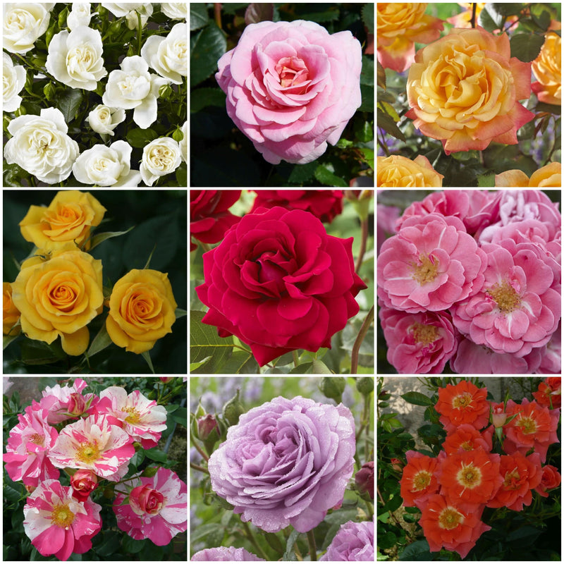 Patio Rose Collection | Roses For Pots Shrubs