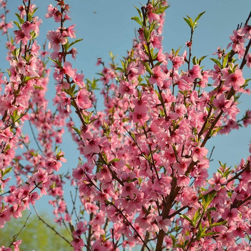 Lord Napier Patio Nectarine Tree Fruit Trees