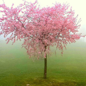 Peregrine Peach Tree Fruit Trees