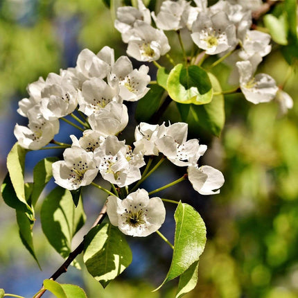 Doyenné Du Comice Pear Tree Fruit Trees