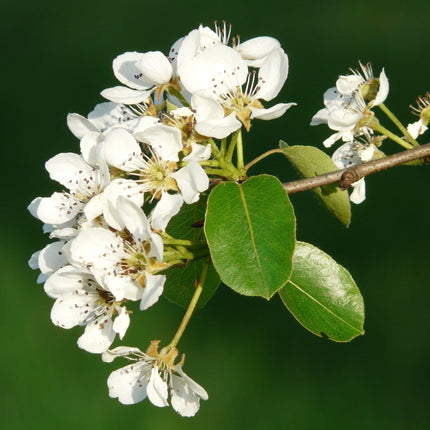 Concorde Pear Tree Fruit Trees