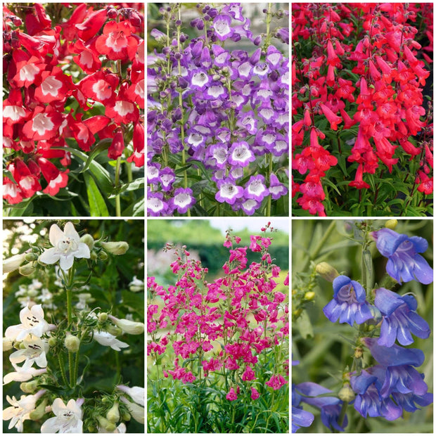 Penstemon Collection Perennial Bedding