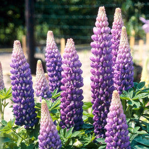 Lupin West Country Persian Slipper Perennial Bedding