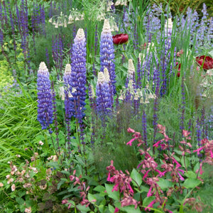 Lupin West Country Persian Slipper Perennial Bedding
