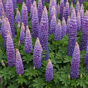 Lupin West Country Persian Slipper Perennial Bedding