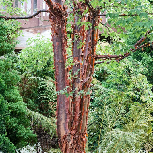 Paperbark Maple Tree | Acer griseum Ornamental Trees