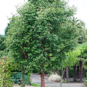 Paperbark Maple Tree | Acer griseum Ornamental Trees
