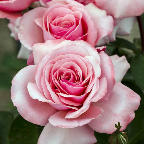 'Sexy Rexy' Floribunda Rose – Roots Plants