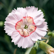Dianthus 'Cocktail Tequila Sunrise' Perennial Bedding