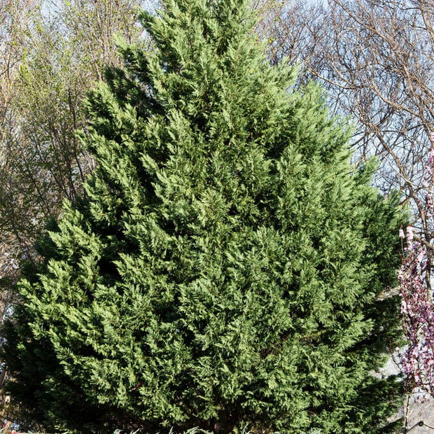 Blue Leyland Cypress | Cupressocyparis leylandii 'Haggerston Grey' Shrubs