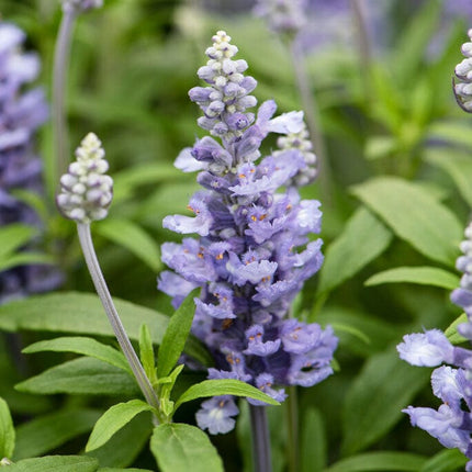 Salvia 'Farina Silver Blue' Perennial Bedding