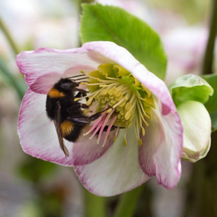 'Picotee' Snow Rose | 'Ice N' Roses®' Series | Hellebore Gold Collection® Perennial Bedding