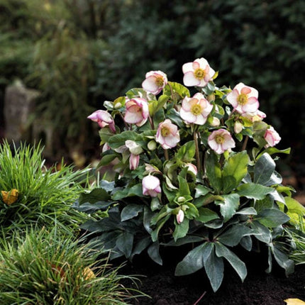 'Picotee' Snow Rose | 'Ice N' Roses®' Series | Hellebore Gold Collection® Perennial Bedding
