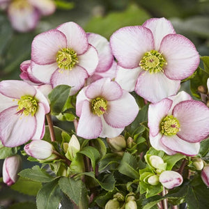 'Picotee' Snow Rose | 'Ice N' Roses®' Series | Hellebore Gold Collection® Perennial Bedding