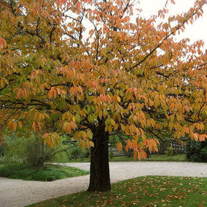 Pink Perfection Cherry Blossom Tree Ornamental Trees