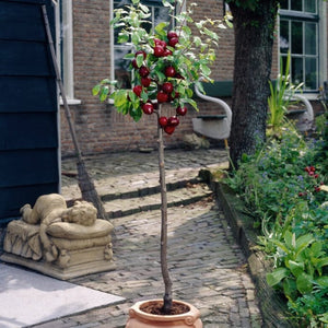 Victoria Plum Tree Fruit Trees