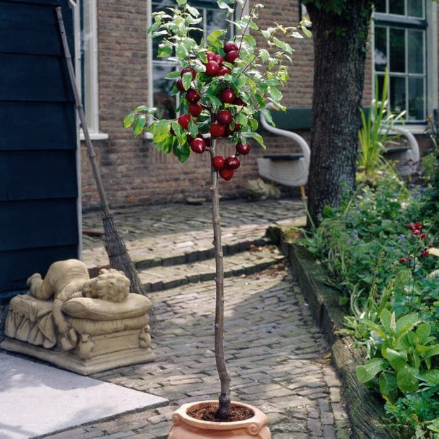 Victoria Patio Plum Tree Fruit Trees