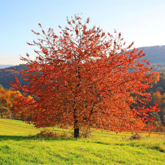 Sargent's Cherry Blossom Tree | Prunus sargentii Ornamental Trees