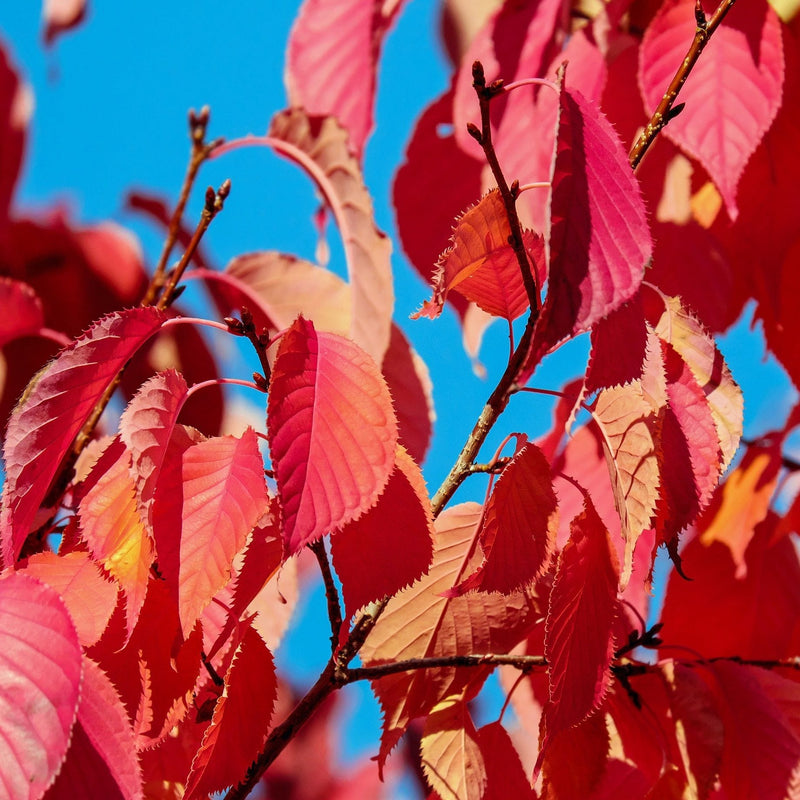 Sargent's Cherry Blossom Tree | Prunus sargentii Ornamental Trees