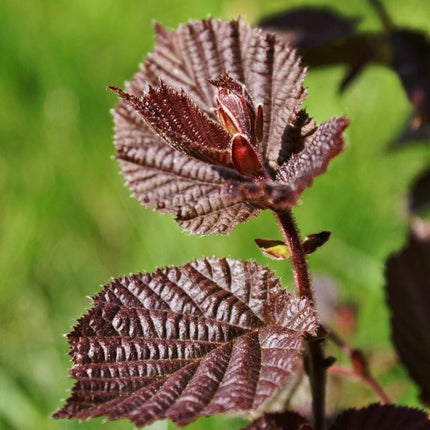 Purple Corkscrew Hazel | Corylus avellana 'Red Majestic' Ornamental Trees