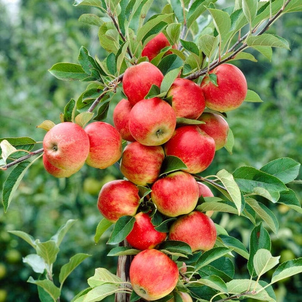 'Queen Cox' Apple Tree Fruit Trees