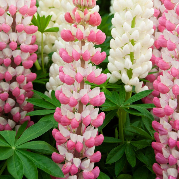 Lupin West Country Rachel de Thame Perennial Bedding