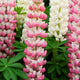 Lupin West Country Rachel de Thame Perennial Bedding