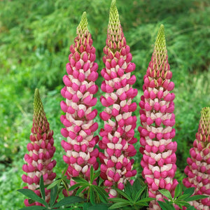 Lupin West Country Rachel de Thame Perennial Bedding