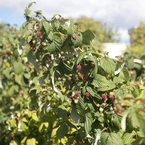 Bestselling Raspberry Canes | Glen Ample, Polka & Autumn Bliss Soft Fruit