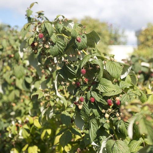 Old Cane Raspberry Award-Winning Raspberry Canes | Growers' Choice – Roots Plants