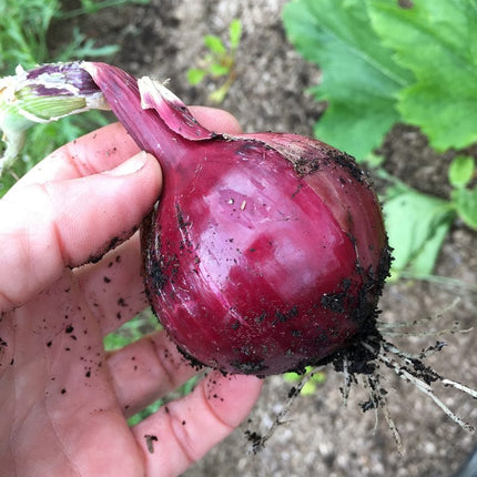 20 Organic 'Red Baron' Red Onion Plants Vegetables