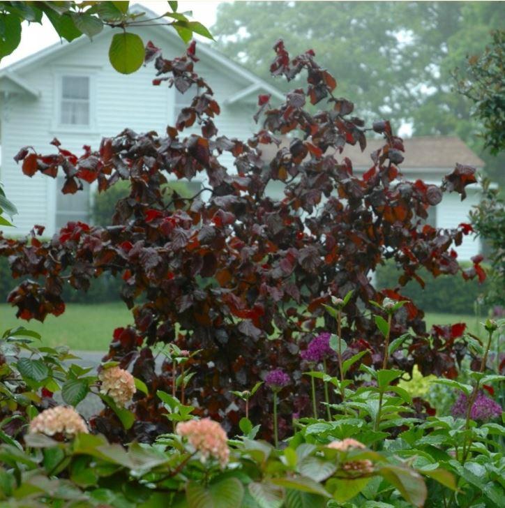Purple Corkscrew Hazel | Corylus avellana 'Red Majestic'