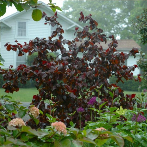 Purple Corkscrew Hazel | Corylus avellana 'Red Majestic' Ornamental Trees