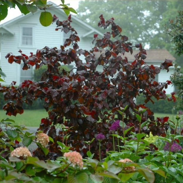 Purple Corkscrew Hazel | Corylus avellana 'Red Majestic' Ornamental Trees