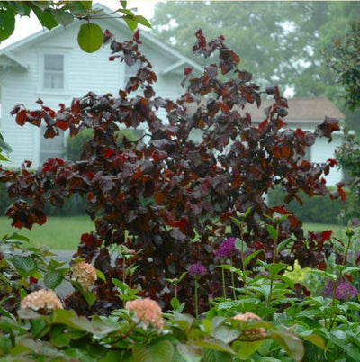 Best Trees For Small Gardens Ornamental Trees