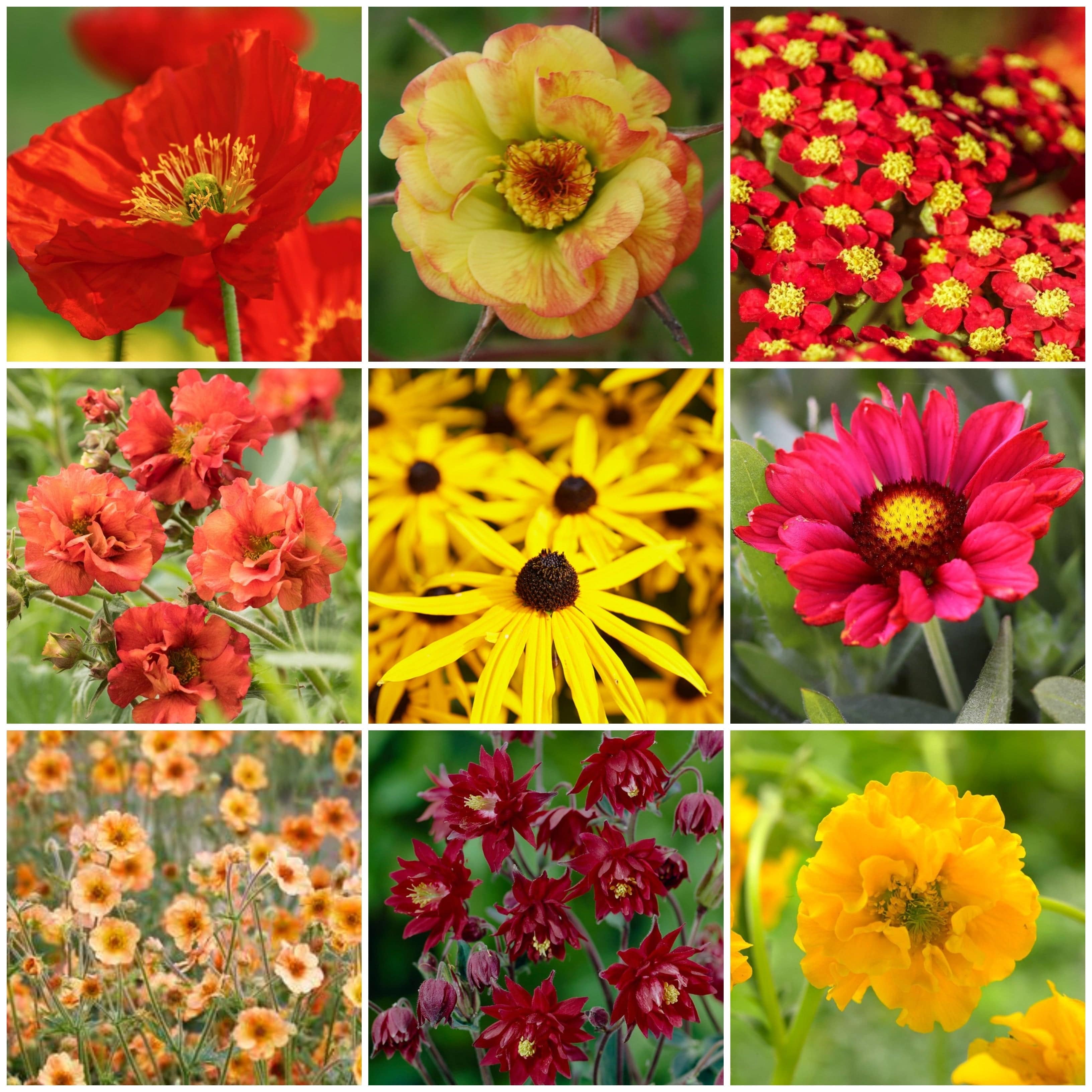 18+ Perennials Orange 18+ Perennials Orange