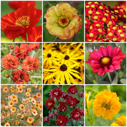 9-red-yellow-orange-perennial-plants-summer-flame-collection Perennial Bedding