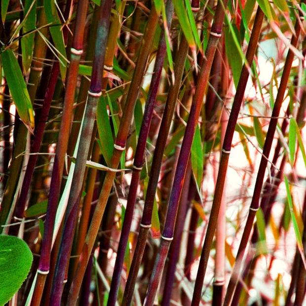 Red Bamboo | Fargesia scarbrida 'Asian Wonder' Ornamental Trees