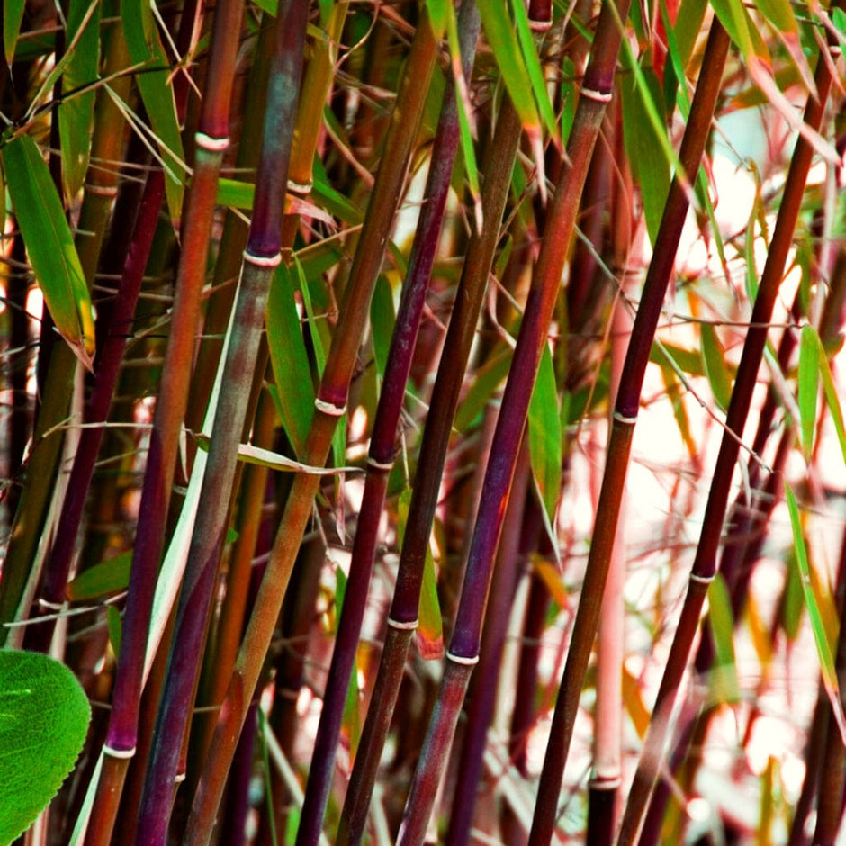 Bamboo Plants Delivered Direct from Our UK Nursery – Roots Plants